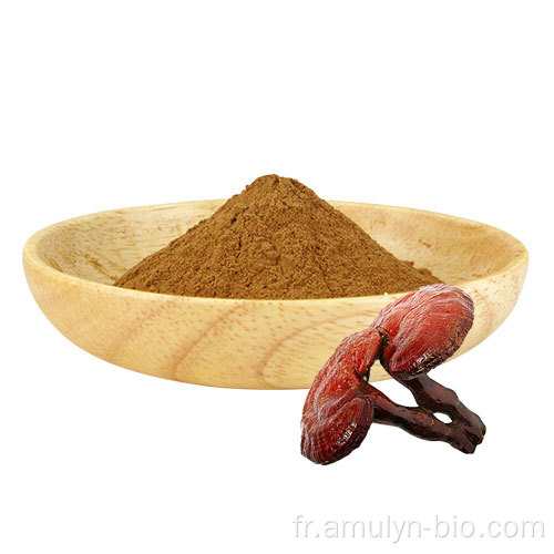 Extrait de reishi extrait la poudre de champignons reishi